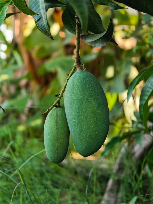 Free Detailed shot of green unripe mangoes on a branch in Nagka, India, showcasing nature's bounty. Stock Photo