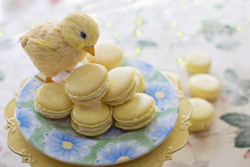 Poussin Jaune Sur Macarons Jaunes