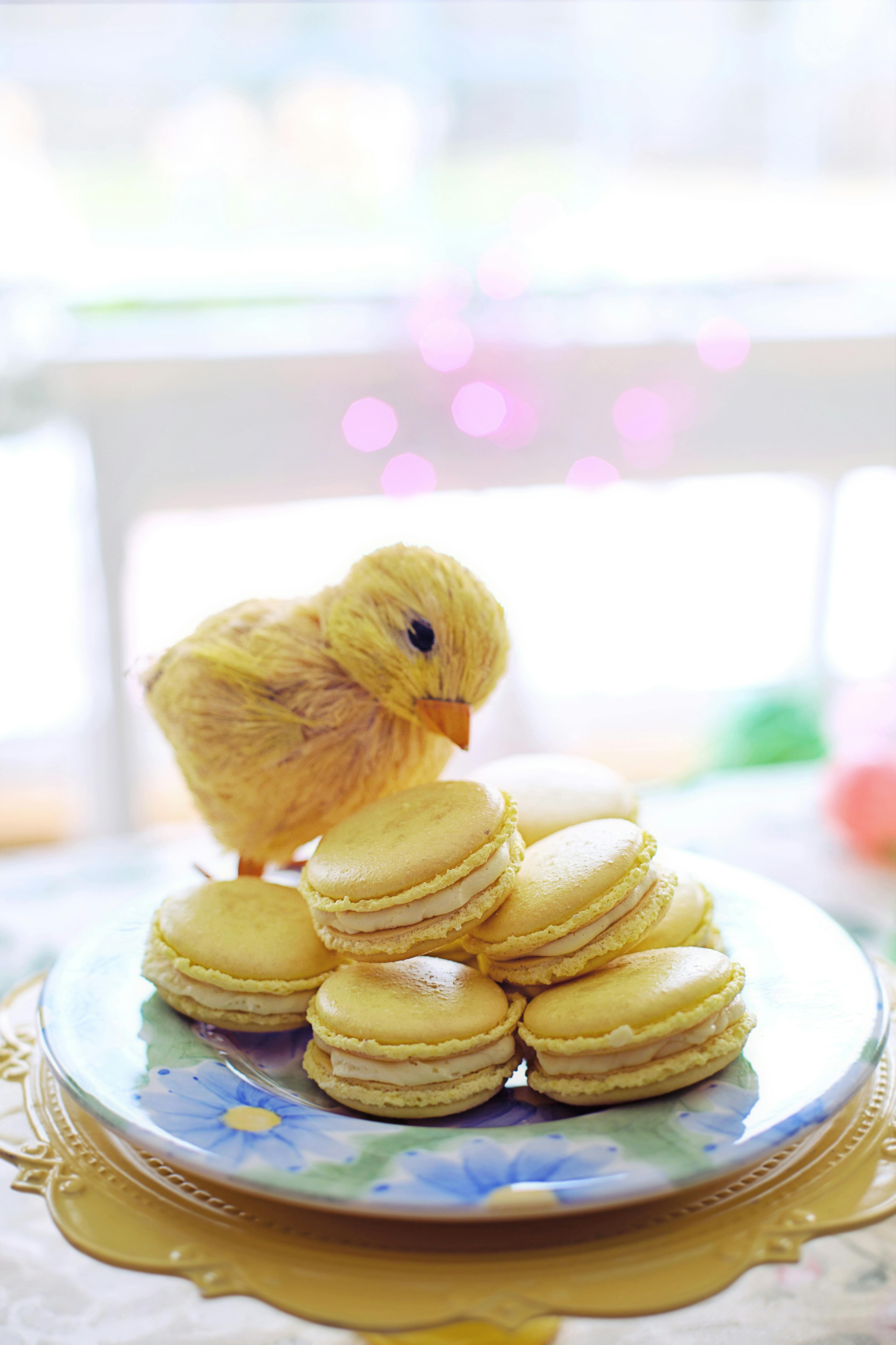Free Adorable Easter themed display of a plush chick and yellow macarons on a decorative plate. Stock Photo