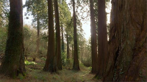 Free stock photo of woodland