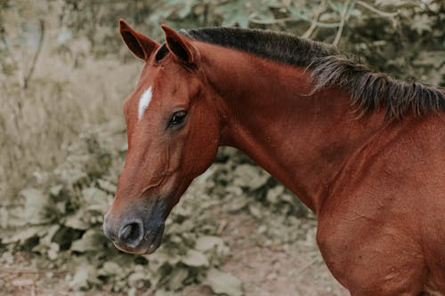 Close Up Photo of Brown Horse