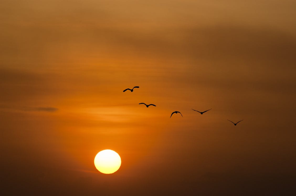 Birds Silhouette during Sunset
