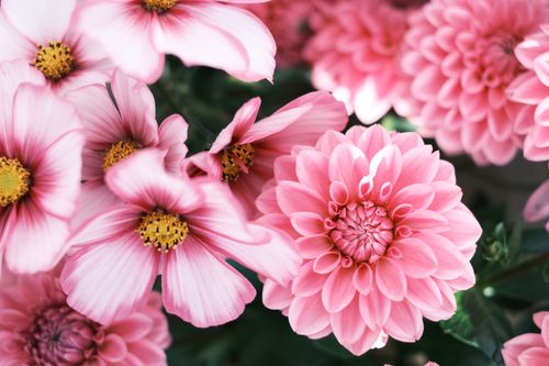 Free Close-up view of blooming pink cosmos and dahlia flowers in natural sunlight. Stock Photo
