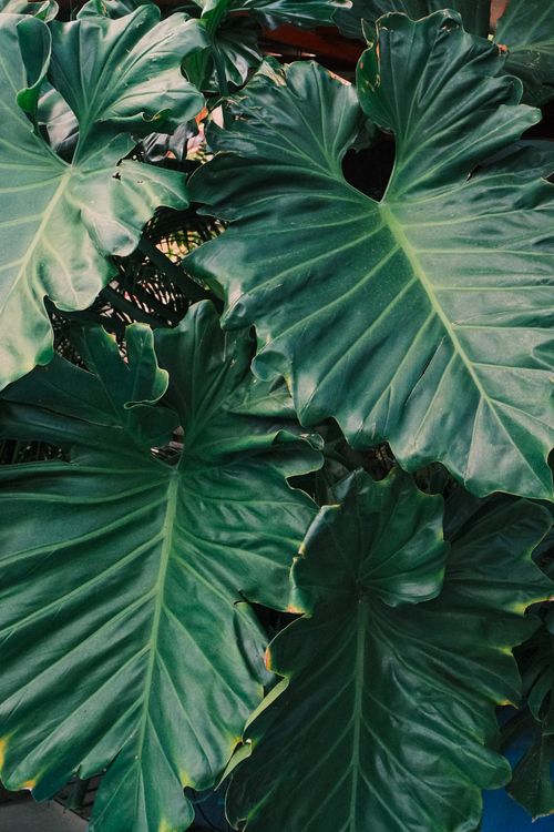 Free Vibrant and lush green Philodendron leaves showcasing detailed texture and patterns. Stock Photo