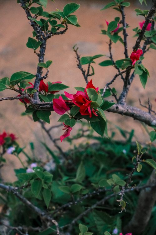 Free Close-up of vibrant red bougainvillea flowers with lush green leaves on a branch, outdoors. Stock Photo