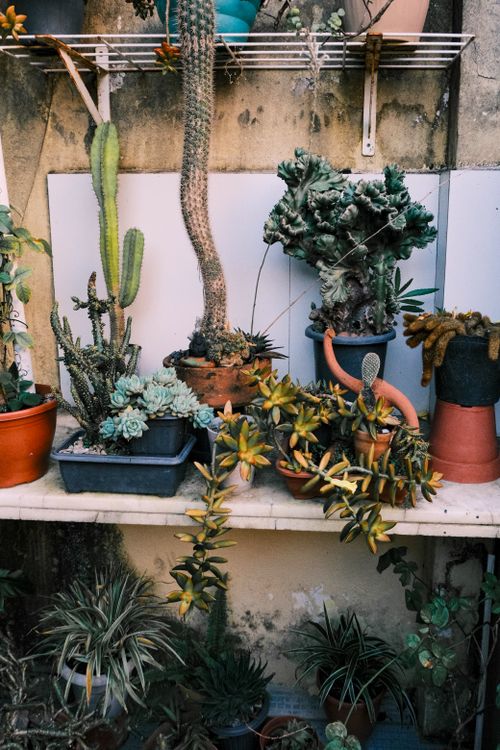 Free A vibrant array of various cacti and succulents arranged on a shelf outdoors. Stock Photo