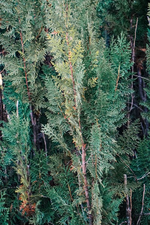 Free A detailed view of green cedar tree branches showcasing their texture and lush foliage. Stock Photo