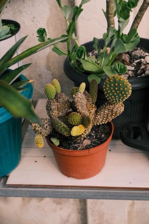 Free A detailed shot of a potted cactus surrounded by other potted plants on a wooden shelf indoors. Stock Photo