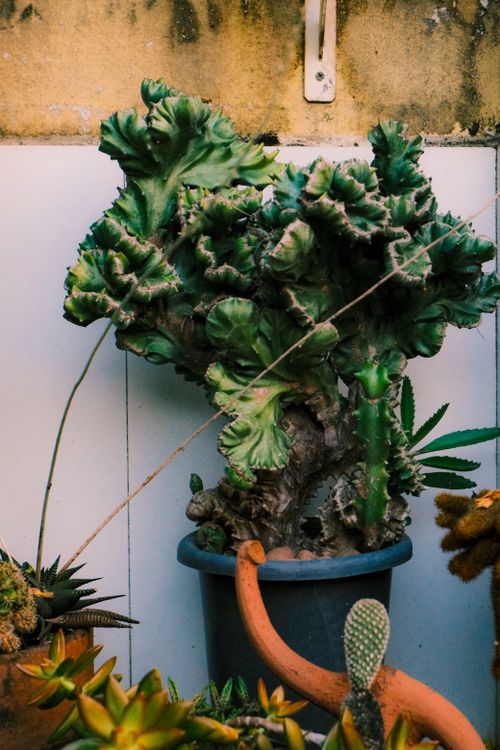 Free Vibrant potted cactus against textured wall creates a striking natural display. Stock Photo