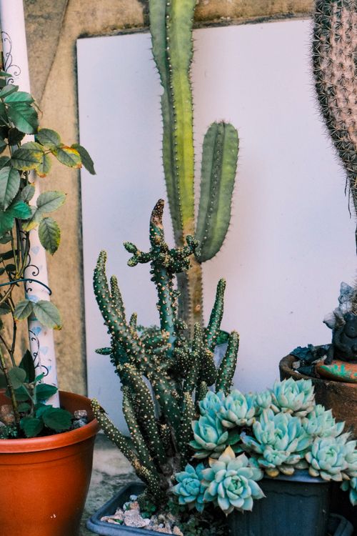Free A variety of cacti and succulents in pots, perfect for a desert garden theme. Stock Photo
