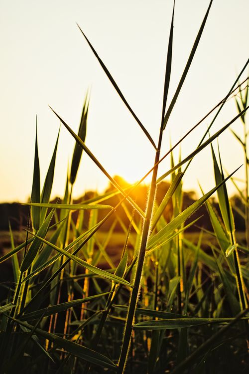 Free stock photo of kerala, nature, rice Stock Photo