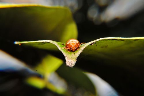 Free stock photo of bokeh, close up, insect Stock Photo