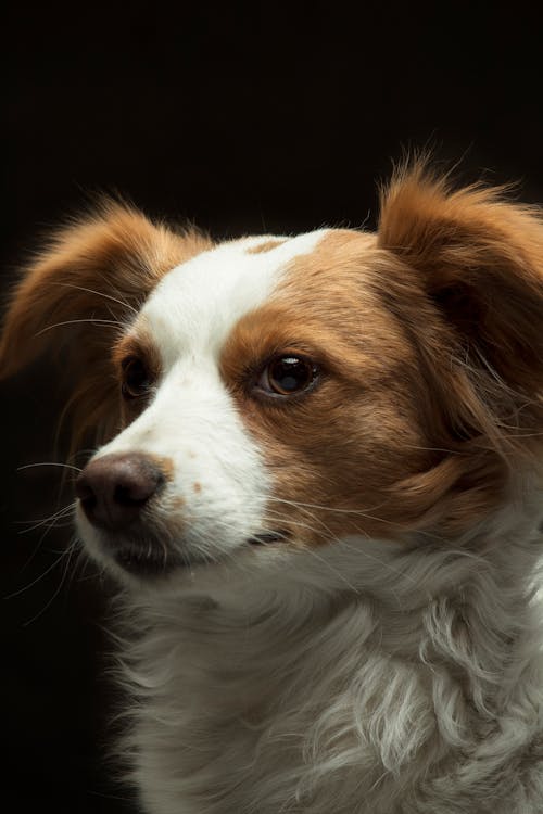 White and Brown Long Coat Small Dog