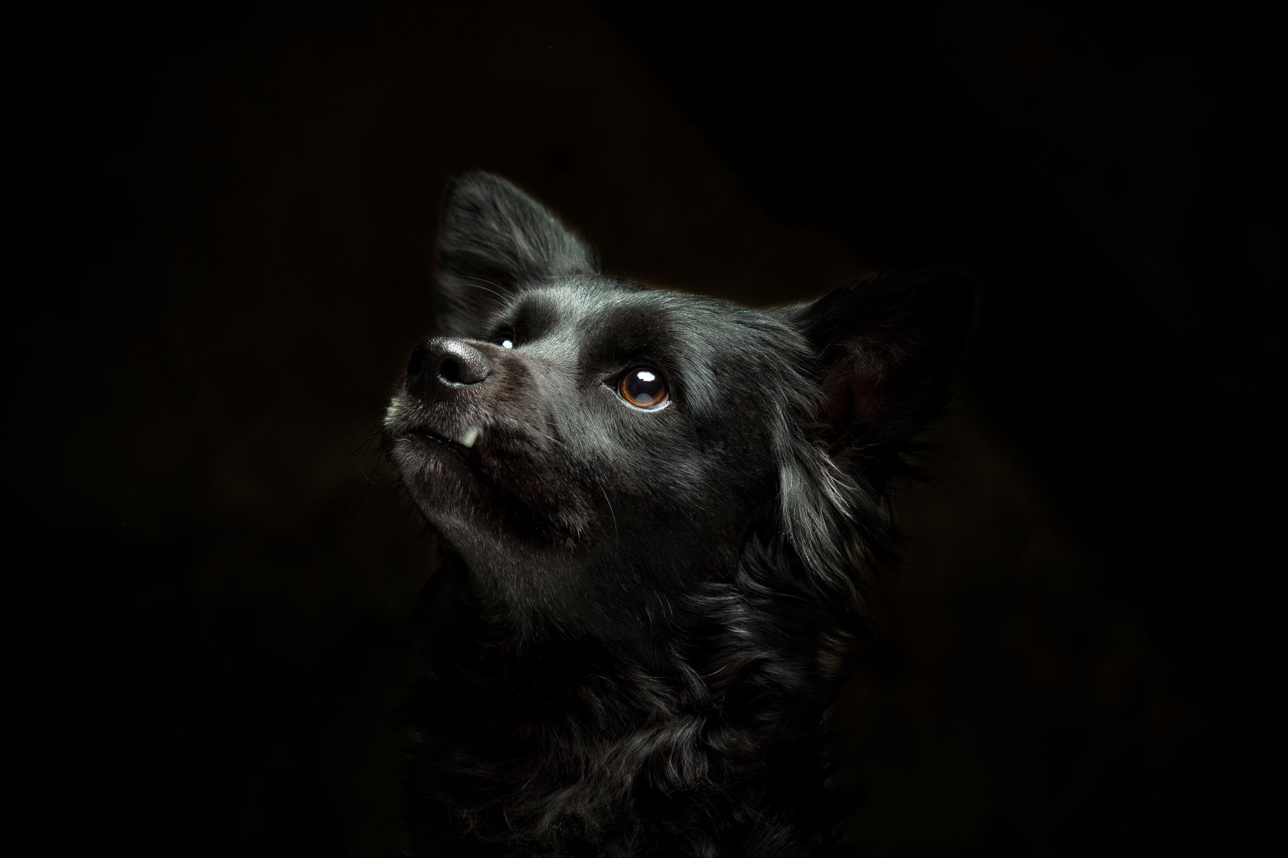 Veterinary care for a pet