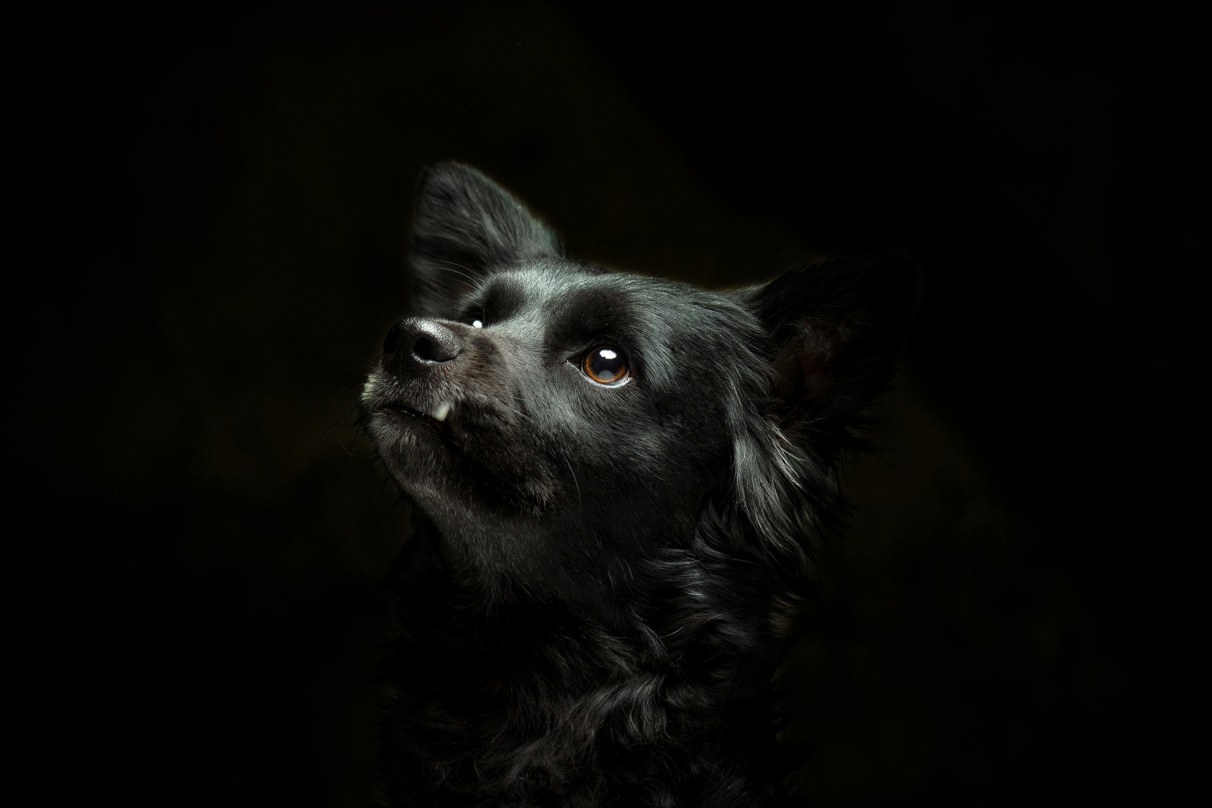 Full Black Border Collie · Free Stock Photo