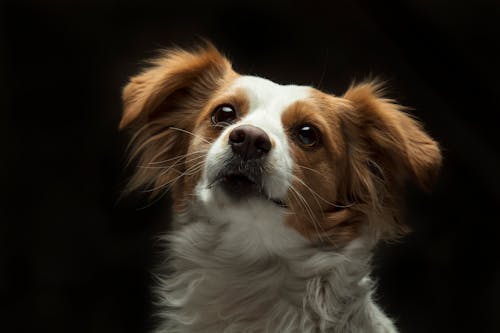 Cachorro Pequeno Com Pelo Longo Branco E Marrom