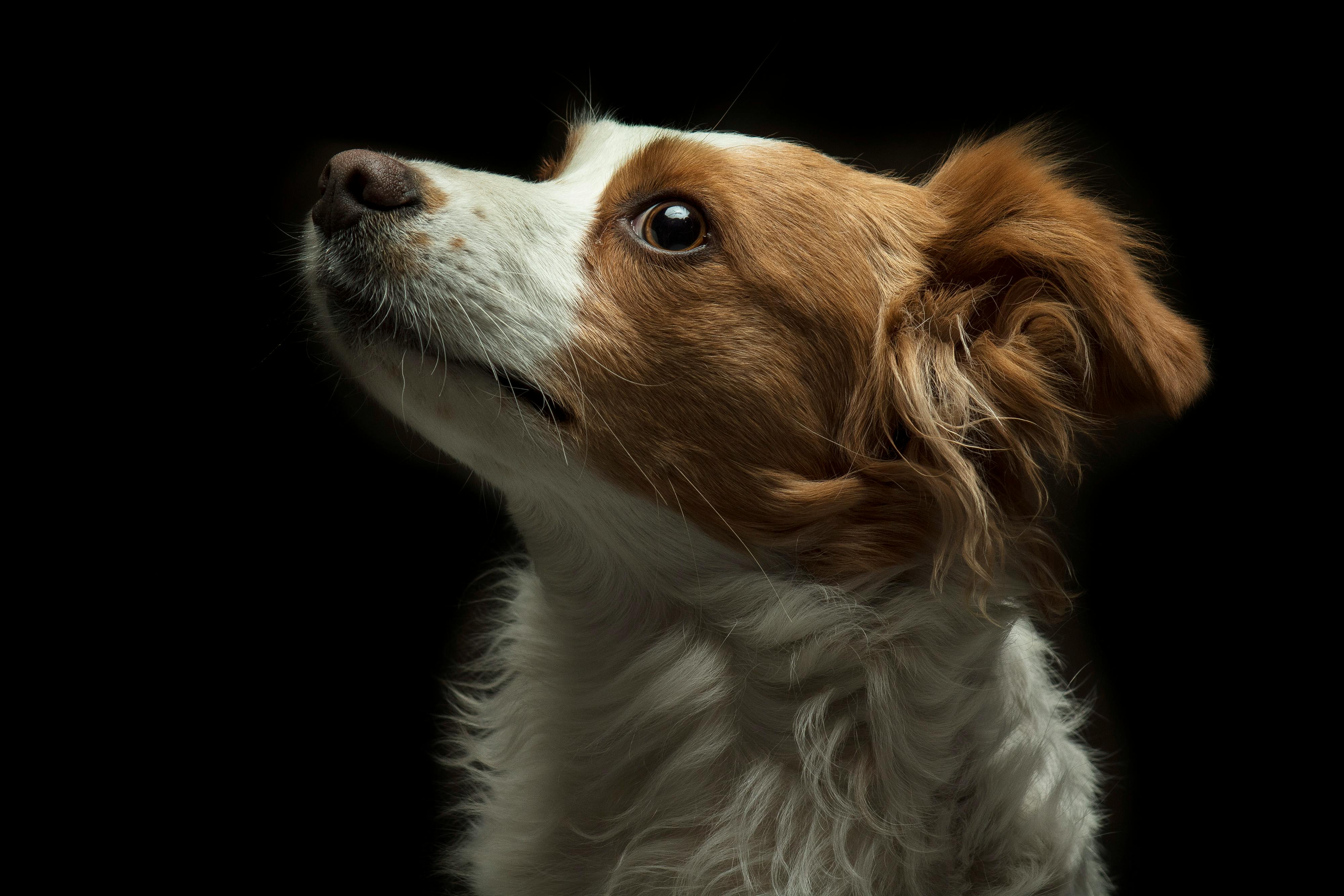 White and Brown Long Coat Small Dog