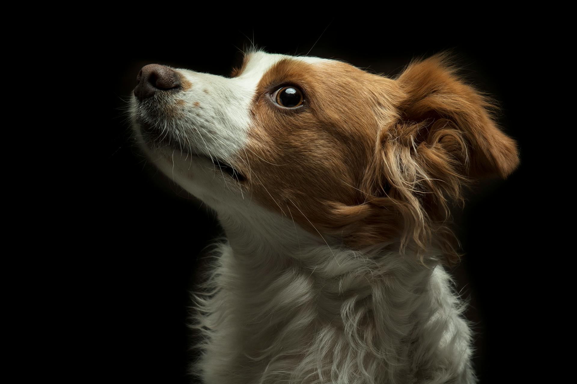 Petit chien à manteaux longs, blanc et brun