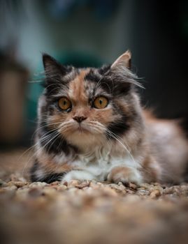 一只毛茸茸的波斯猫躺在鹅卵石上，眼睛引人注目，好奇地打量着四周