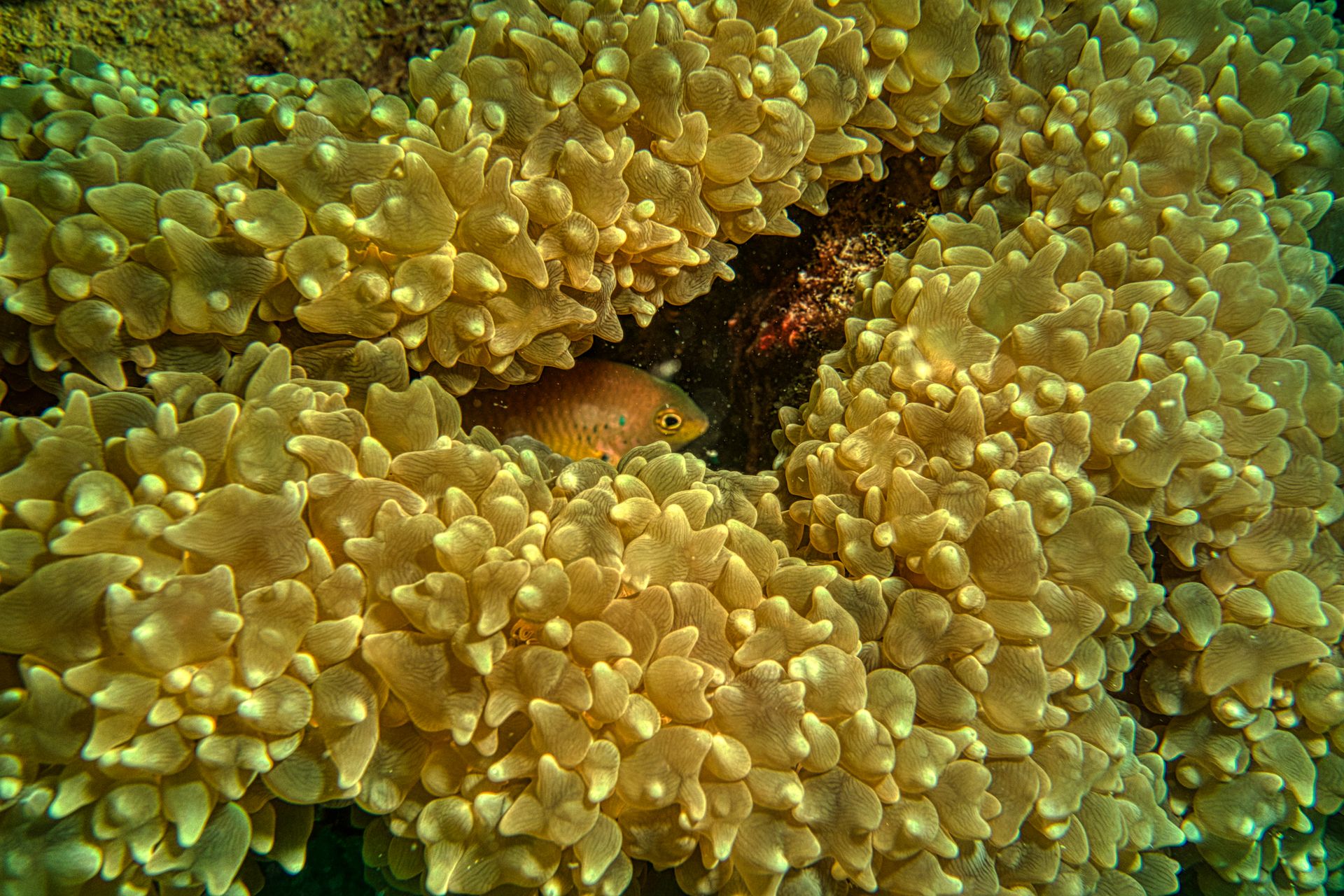 Vibrant coral reef with a hidden fish in Jakarta's underwater world, showcasing rich marine biodiversity.
