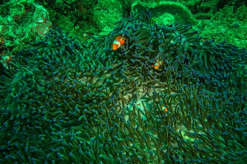 Immagine gratuita di acqua, anemone, anemone di mare