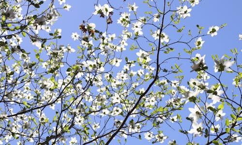 Free stock photo of bloom, branches, dogwood