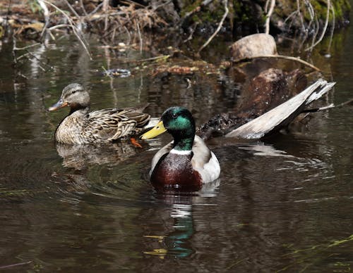 Free stock photo of animals, ducks, hunting