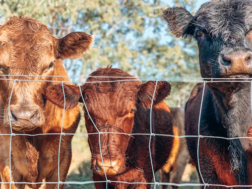 Free Brown and Black Cows in Behind the Fence Stock Photo