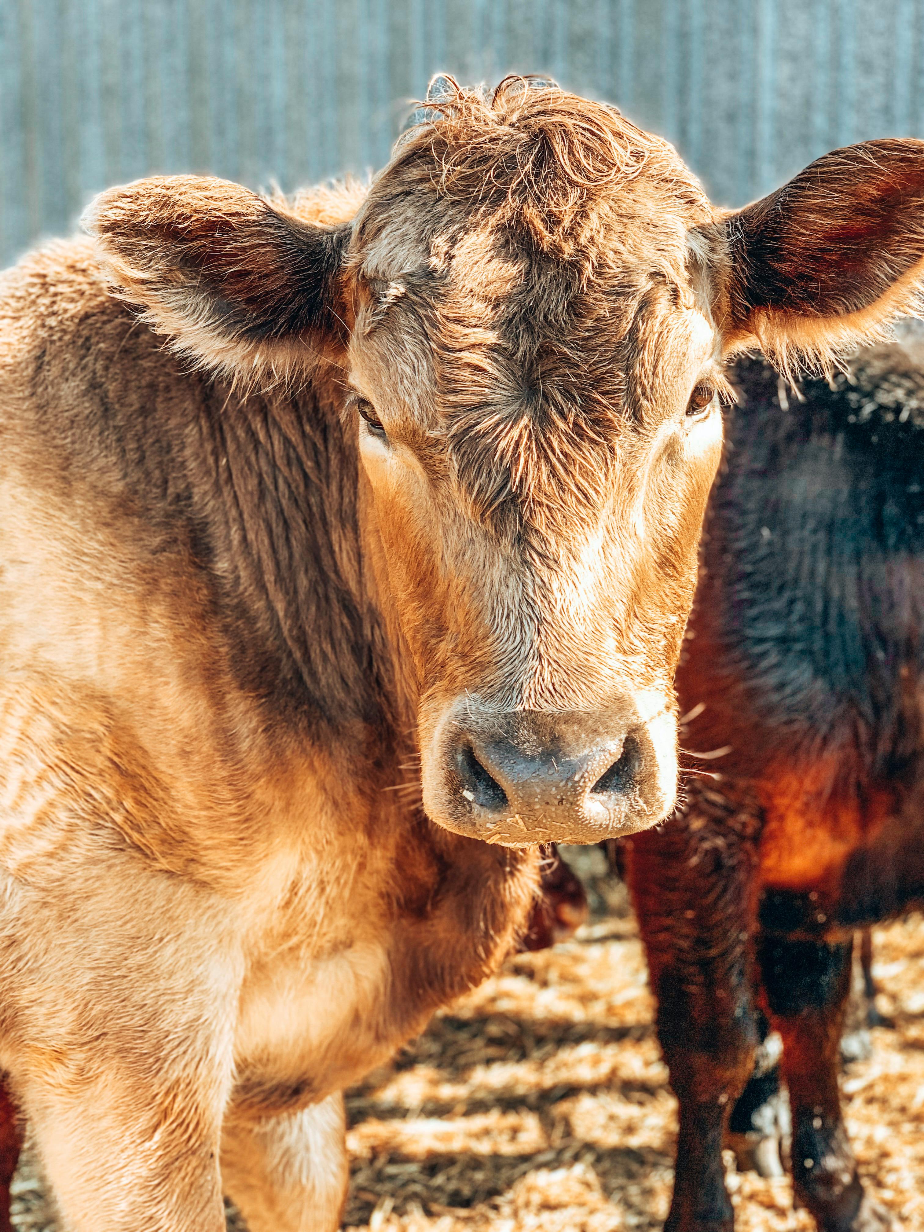 Beef Cattle Photos, Download The BEST Free Beef Cattle Stock Photos & HD Images Beef Cattle Photos, Download The BEST Free Beef Cattle Stock Photos & HD Images