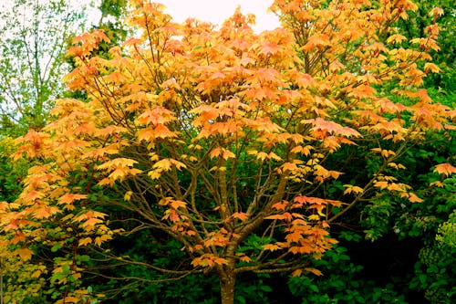 Orange Leafed Tree
