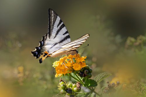 Free Close-up of a scarce swallowtail butterfly on a vibrant yellow flower in nature. Stock Photo