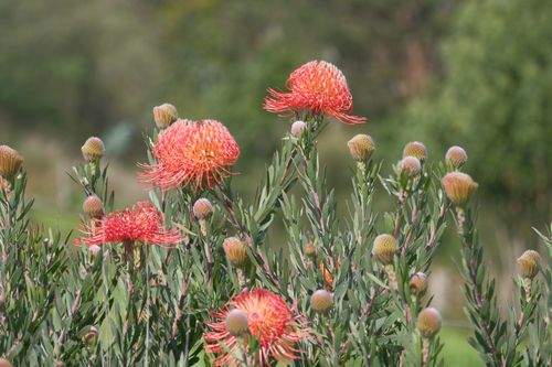Free Colorful protea flowers blooming in an outdoor garden, showcasing natural beauty and vivid colors. Stock Photo