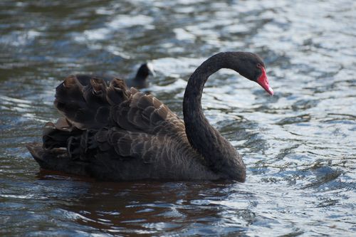 Free A solitary black swan with a striking red beak gracefully glides across tranquil waters. Stock Photo