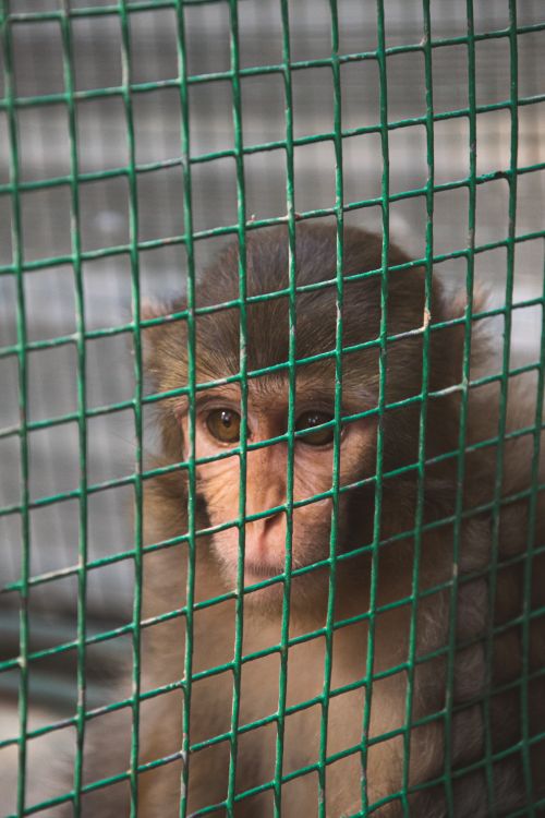 Free A monkey peers through a green mesh fence, highlighting themes of captivity and wildlife conservation. Stock Photo