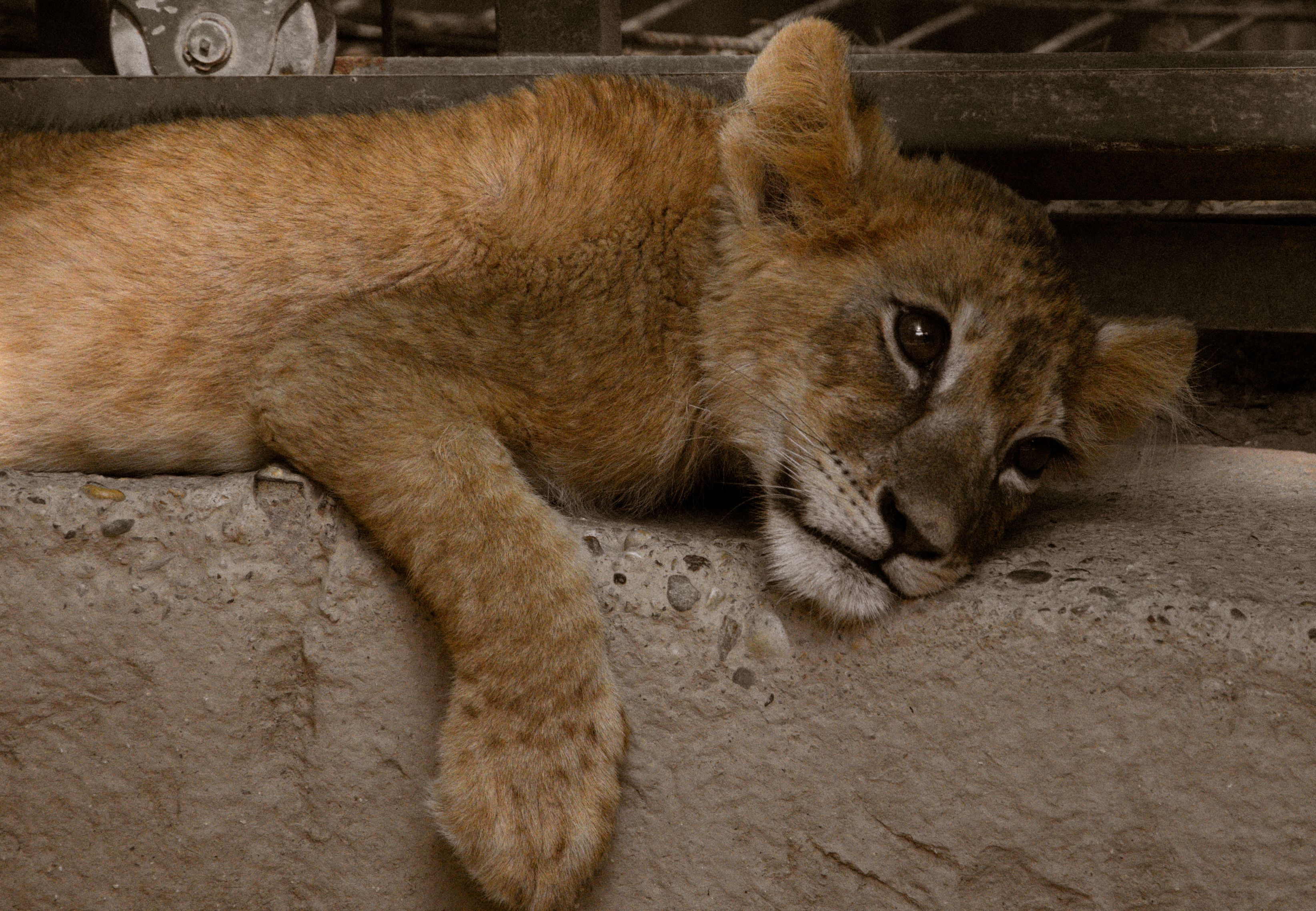 A young lion cub rests on a concrete surface, exuding a sense of tranquility and curiosity.