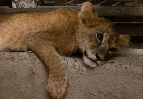 Free A young lion cub rests on a concrete surface, exuding a sense of tranquility and curiosity. Stock Photo