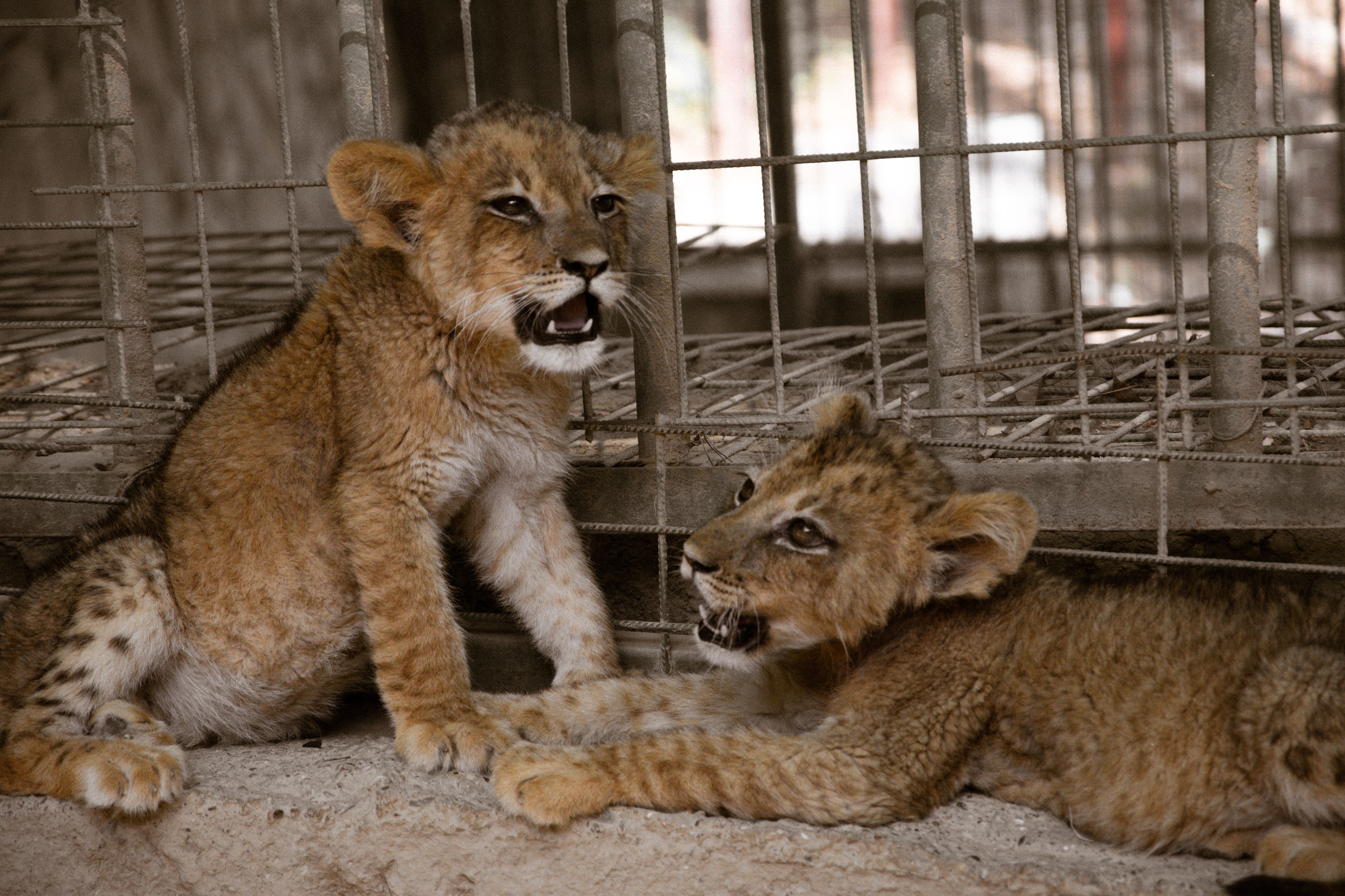 Two young lion cubs playing in captivity, showcasing their natural behaviors in a Turkish wildlife setting.