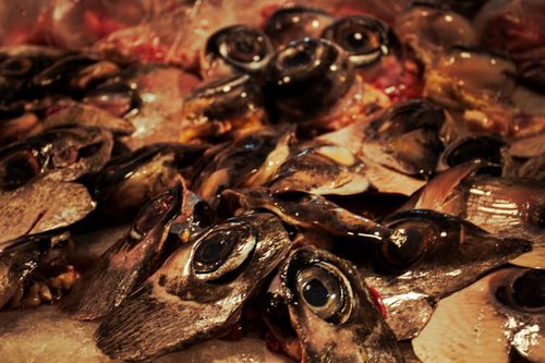 Free stock photo of eyes, market, seafood Stock Photo