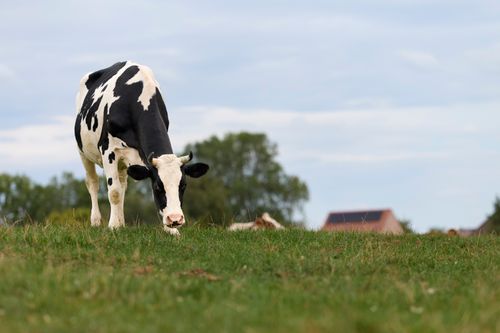 Free A Holstein cow grazing on green grass in a scenic rural meadow under a blue sky. Stock Photo