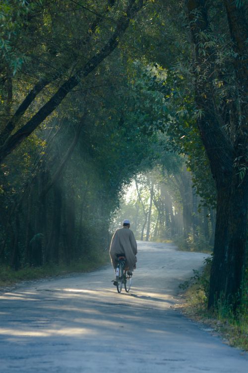 Free Cyclist on a serene forest road during early morning light, showcasing natural beauty. Stock Photo