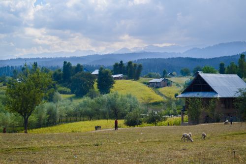 Free Idyllic rural scene with farmhouses, trees, and grazing sheep in a peaceful landscape. Stock Photo