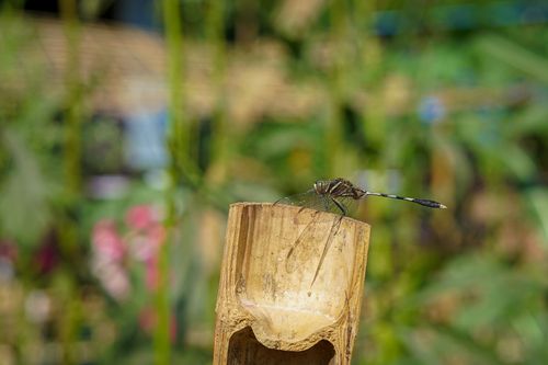 Free stock photo of 4k nature, 4k nature background, artistic garden Stock Photo