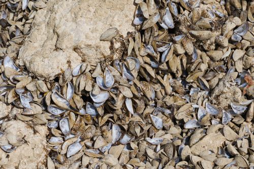 Free Detailed view of zebra mussel shells clustered over rocks, showcasing natural textures. Stock Photo