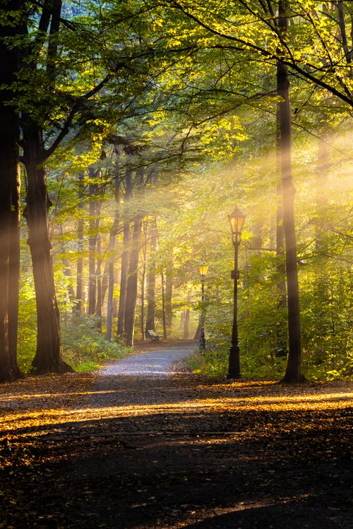 Free Golden sunlight beams through trees along a serene forest path in autumn. Stock Photo