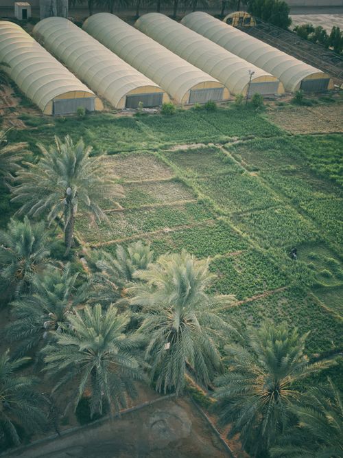 Free Aerial photograph of greenhouses beside lush date palm trees and greenery. Stock Photo