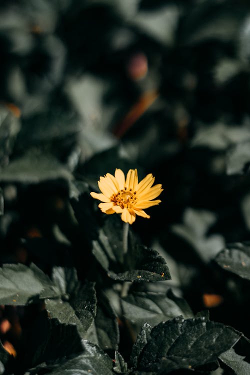 Gratis Bunga Kuning Di Lensa Tilt Shift Foto Stok