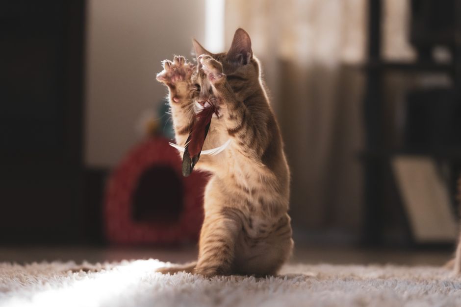 Ginger tabby kitten sitting up on a shaggy cream rug, both front paws raised to catch a feather on a thin cord