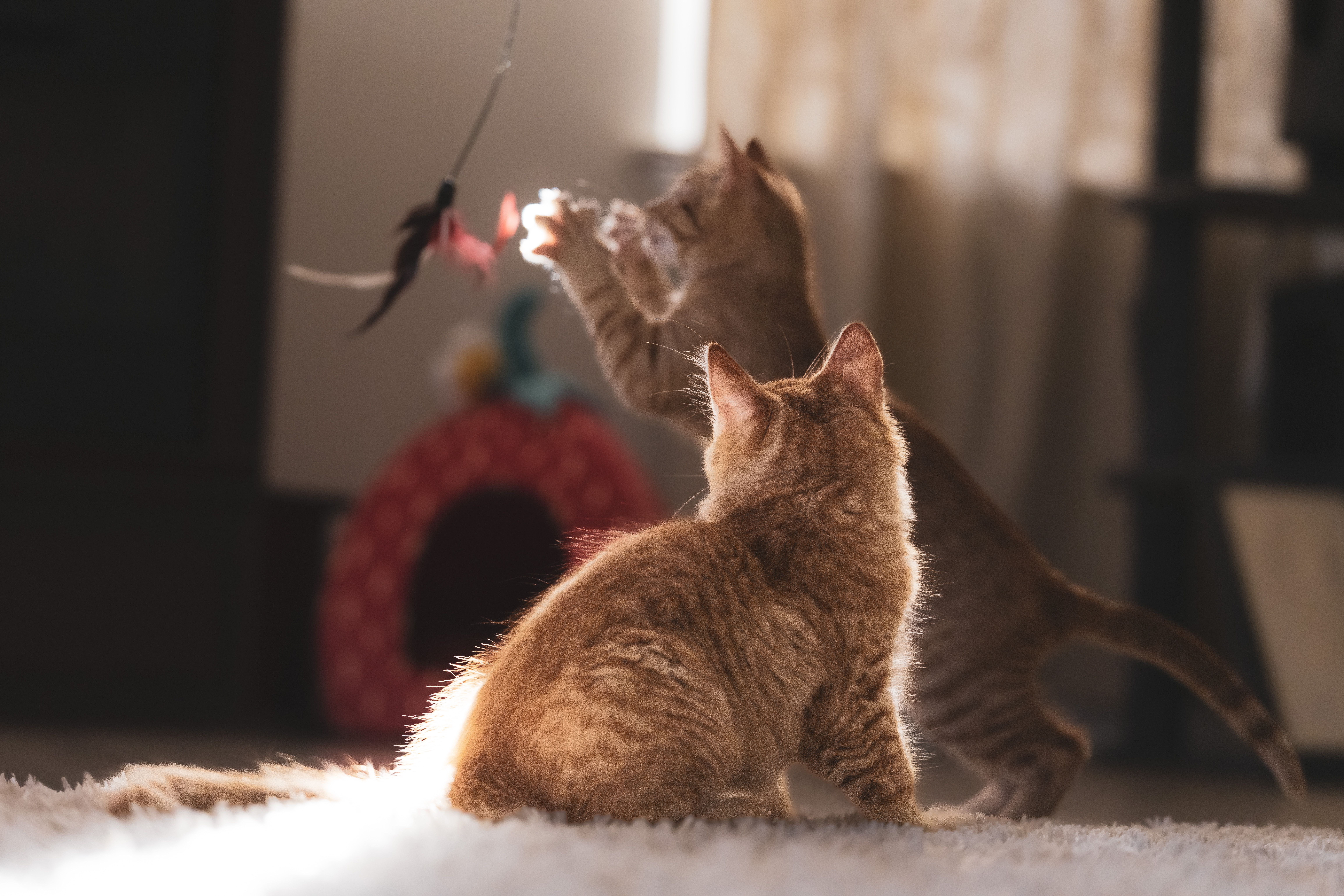 Two orange tabby kittens on a rug, one reaching up for a feather toy on a wand while the other sits and watches