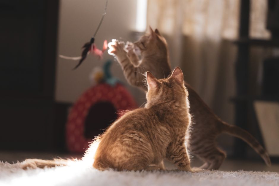 Two orange tabby kittens on a rug, one reaching up for a feather toy on a wand while the other sits and watches