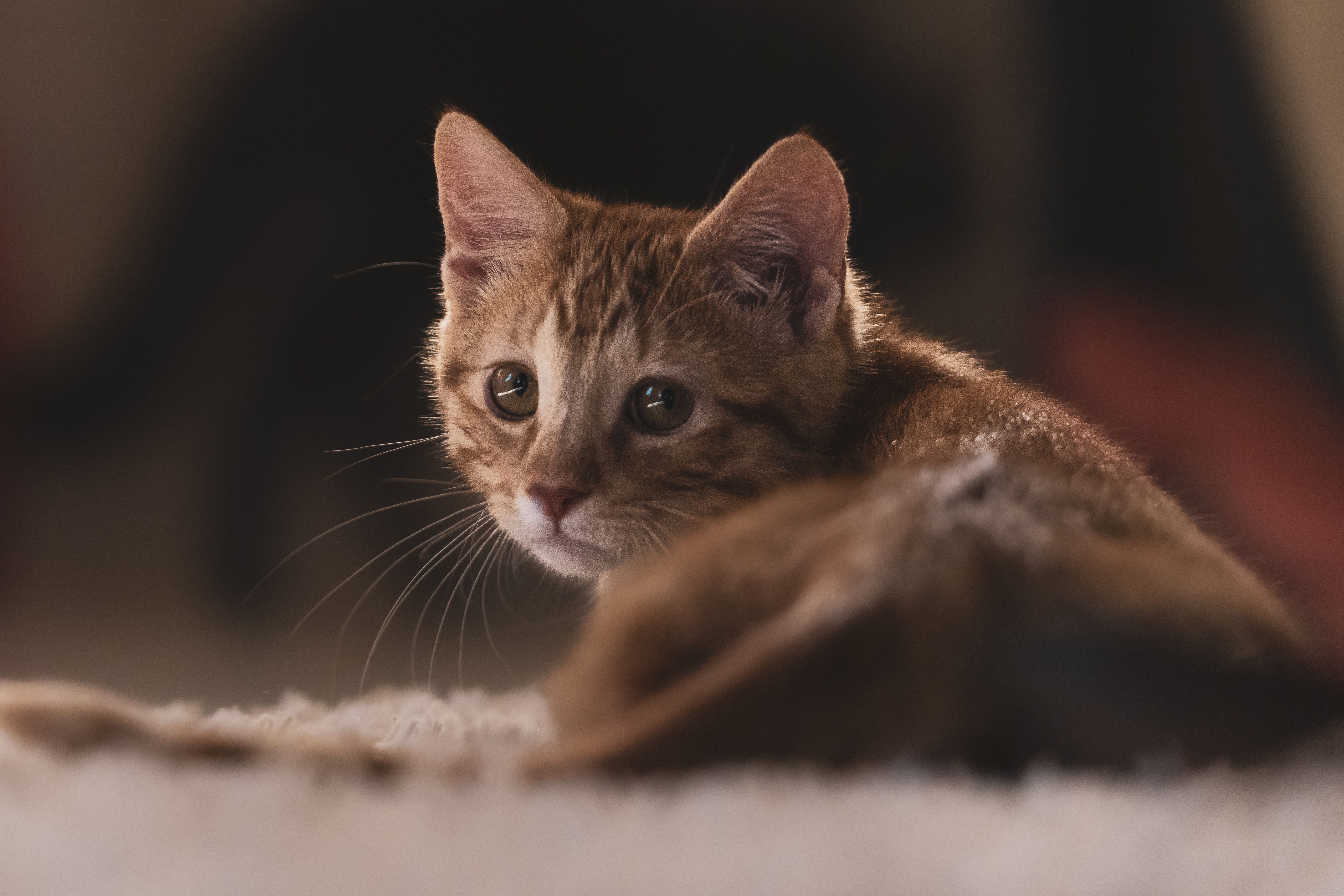 Brown kitten: a young brown tabby kitten lying on a carpet in warm natural light